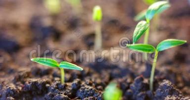 种子萌发，春季生长植物，芽萌发，温室新生植物